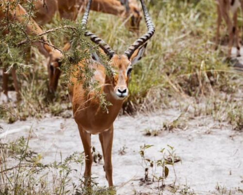 7 Days Best of Rwanda Wildlife Safari Tour