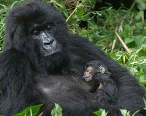 4 Day Rwanda Gorillas Safari, 4 Day Rwanda Gorilla Trekking Safari