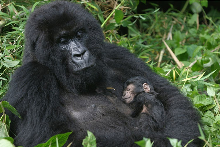 Uganda Gorilla tour