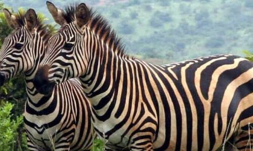 Akagera National Park Zebras, Expect to see them on this tour