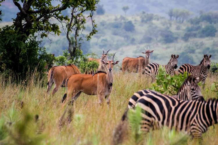 10 Days Wildlife Safari Adventure in Rwanda