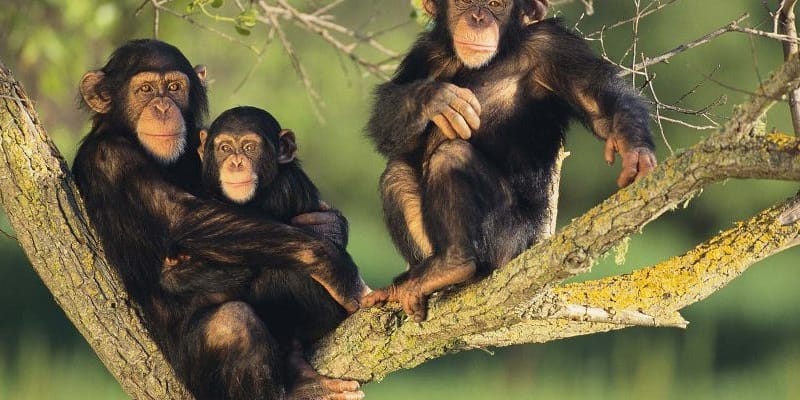 8 Days Bwindi, Volcanoes, and Nyungwe Tour, Nyungwe Forest National Park