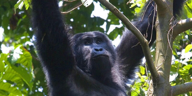 frequently asked questions about gorilla trekking