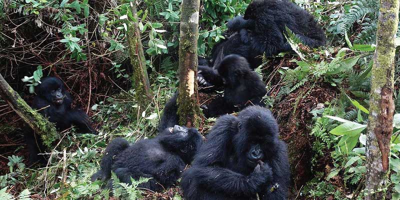 Uganda Gorilla Trekking 