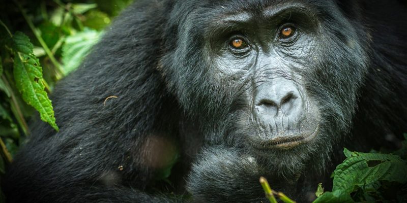 Ultimate Guide to Gorilla Trekking in Uganda and Rwanda