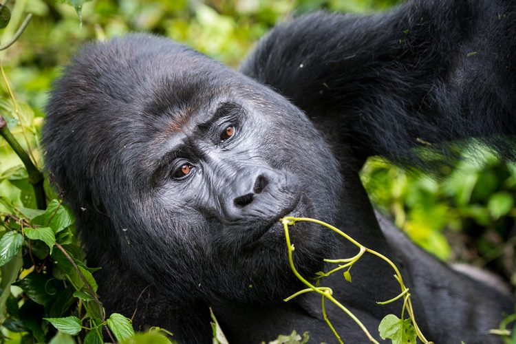 Gorilla Tracking Groups in Rwanda