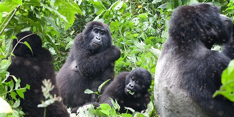 Uganda gorilla family, 1 Day Gorilla Trekking in Mgahinga From Kigali