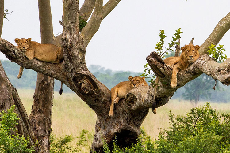 Queen Elizabeth National Park