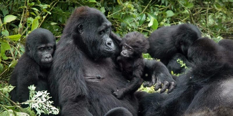 Gorilla trekking in Uganda rainforest