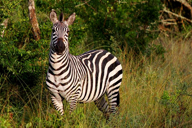 8 Days Best of Rwanda Safari