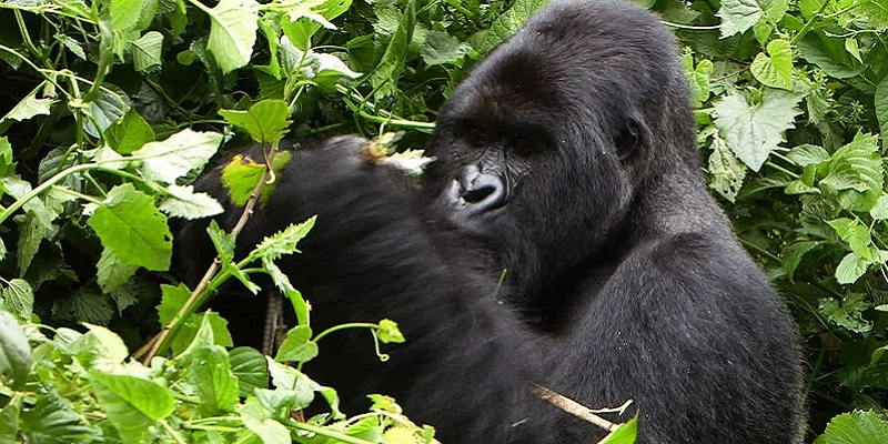 allocation of gorilla permits, 1 Day Gorilla Trekking in Volcanoes National Park