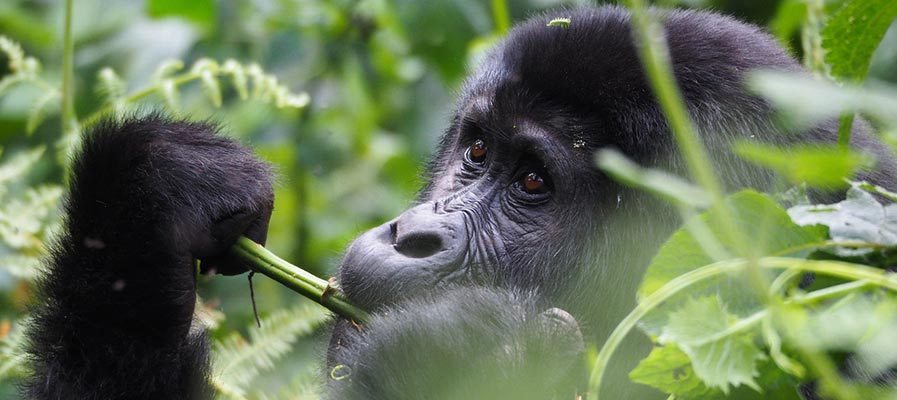 5 Days Special Uganda Rwanda Gorilla Tour 