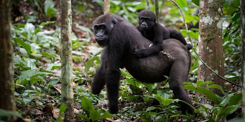 3 Days Congo Lowland Gorillas Tour