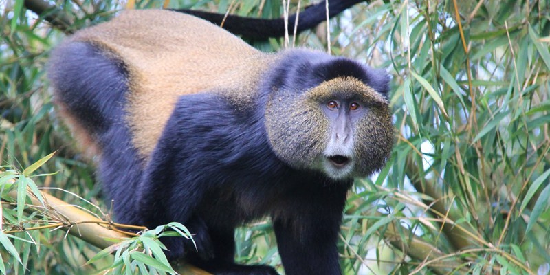 6 Days Uganda Rwanda Primates Tour