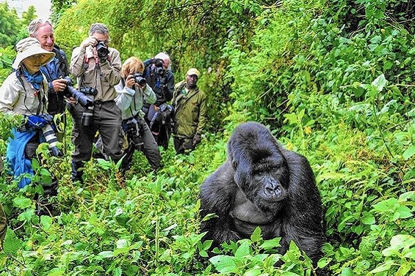 gorilla trekking tips
