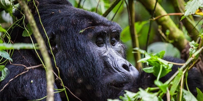 Which country is best for gorilla trekking