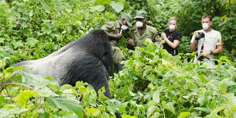 gorilla trekking experience in Rwanda
