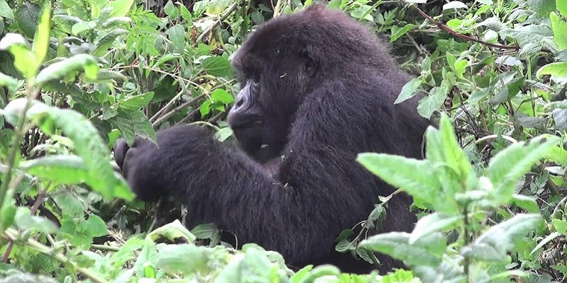 How do gorillas feed