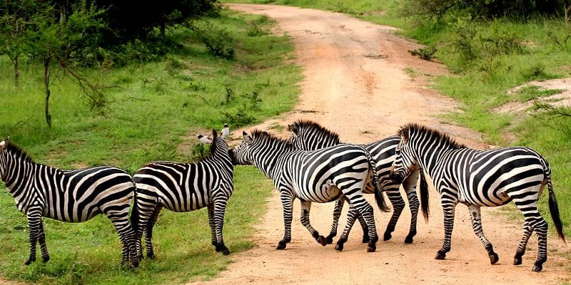 Lake Mburo National Park