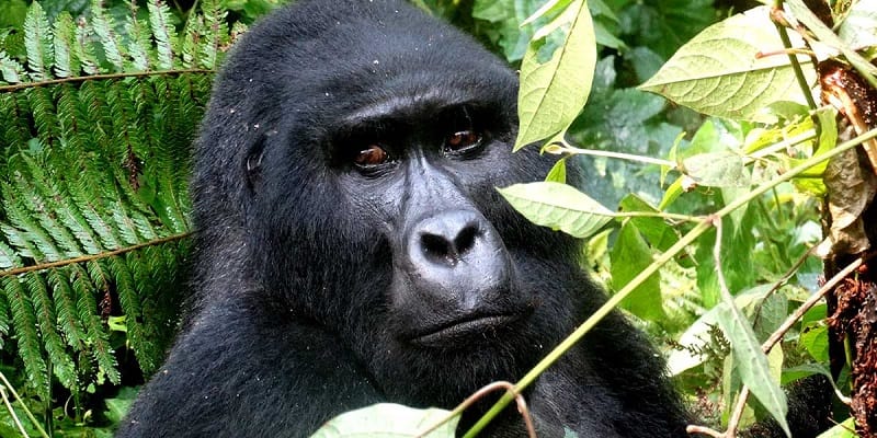 3 Days Bwindi Double Gorilla Trekking Kigali