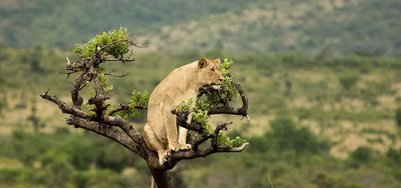 9 Days Rwanda Uganda