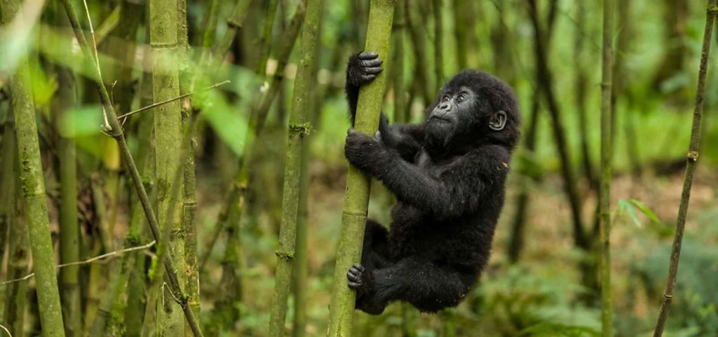 9 Days Rwanda Uganda 9 Days Rwanda Uganda