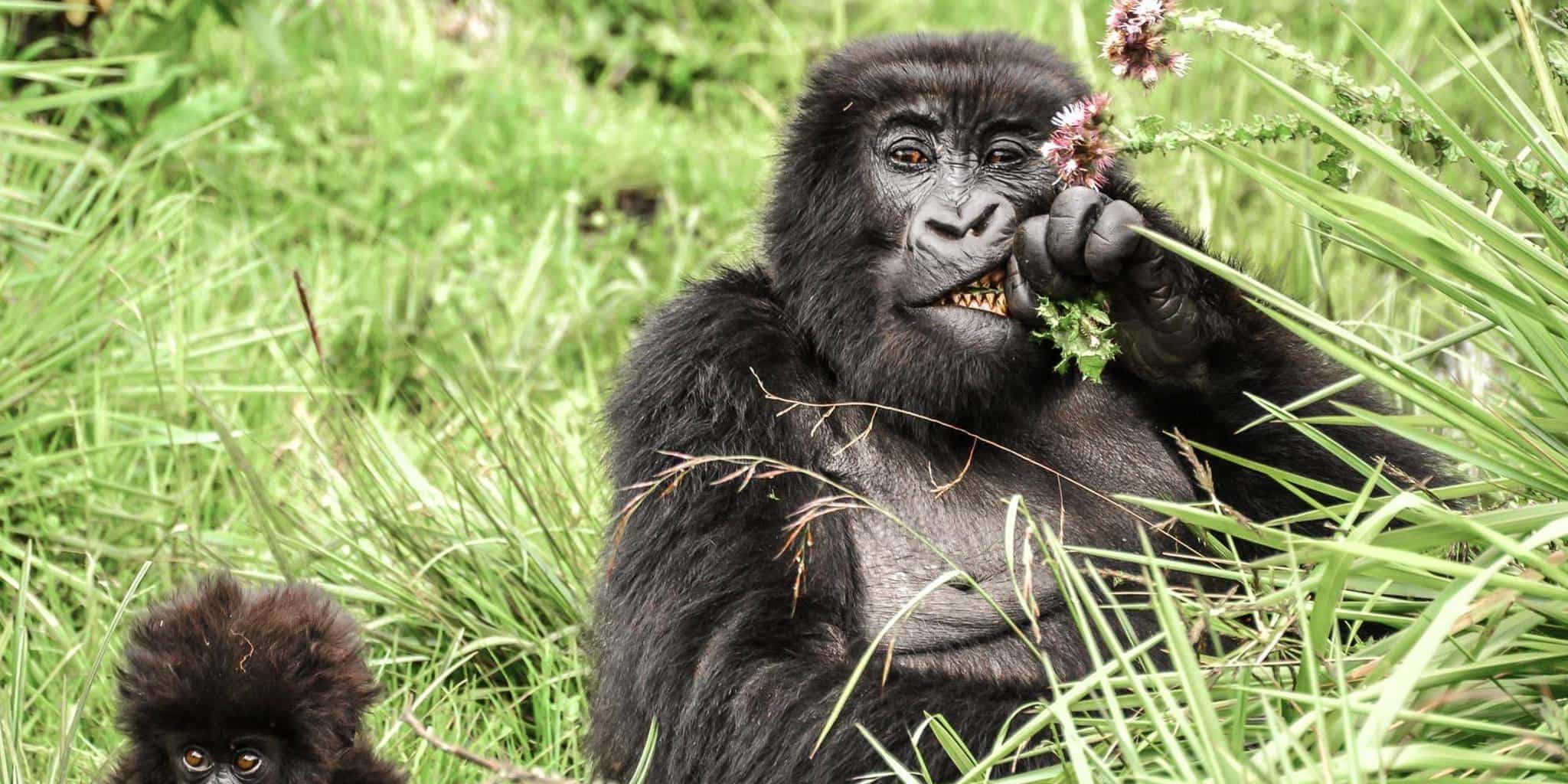 Rwanda vs Uganda Gorilla Trekking