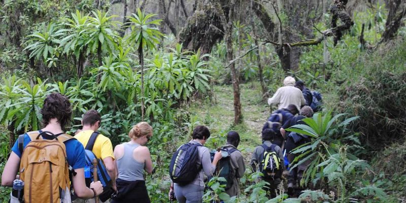 frequently asked questions about gorilla trekking