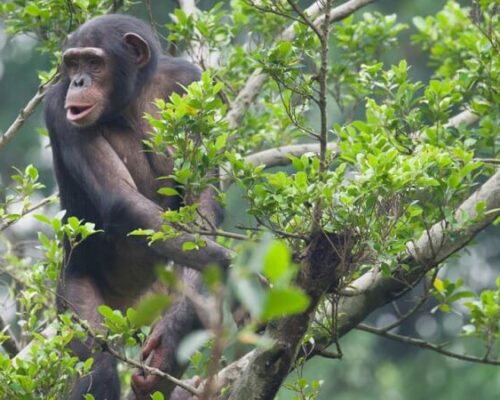 9 Days Primate Tracking Rwanda Safari Tour