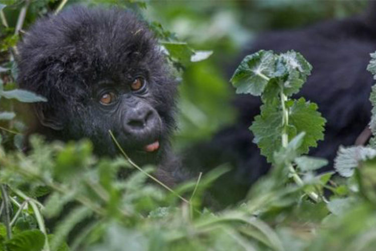 5 Days Rwanda Gorillas Tour