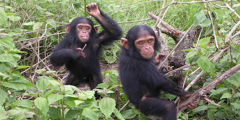 3 Days Rwanda chimpanzee Trekking
