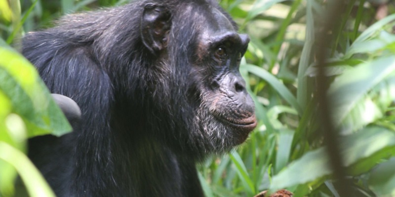 Chimpanzee Trekking in Rwanda
