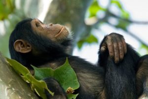Chimpanzee Trekking
