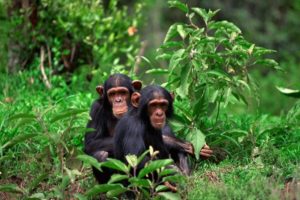 Chimpanzee Trekking