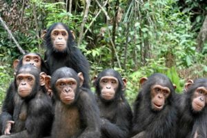 Chimpanzee Trekking