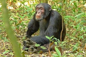 Chimpanzee Trekking
