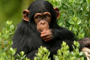 Chimpanzee Trekking