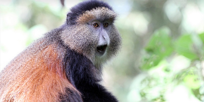 2 Days Rwanda Golden Monkey Tracking