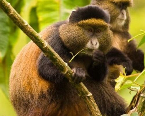 Golden monkey trekking in Rwanda, 4 Days Gorillas and Golden Monkeys Tracking
