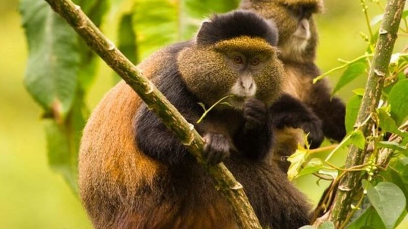 Golden monkey trekking in Rwanda, 4 Days Gorillas and Golden Monkeys Tracking