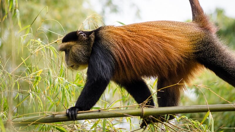 golden monkey trekking in rwanda