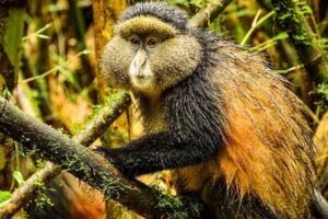 Rwanda Gorilla Tours
