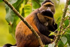 Rwanda Gorilla Tours