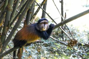Rwanda Gorilla Tours