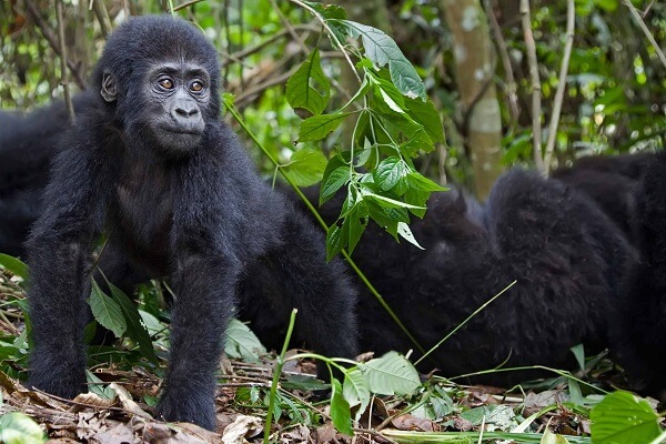 Rwanda gorilla trekking safaris