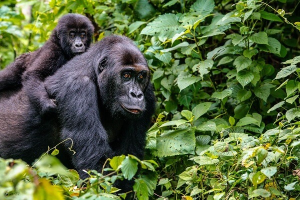Rwanda gorilla trekking in Volcanoes National Park