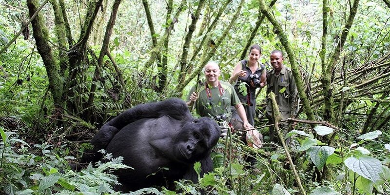 7 Days Rwanda Uganda Gorilla tour