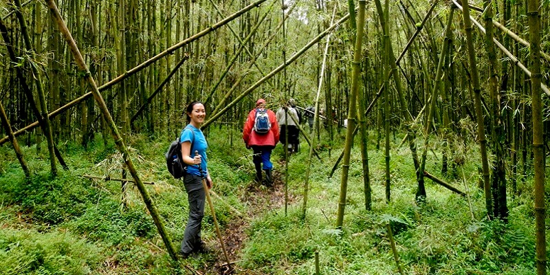 3 Days Congo Lowland Gorillas Tour