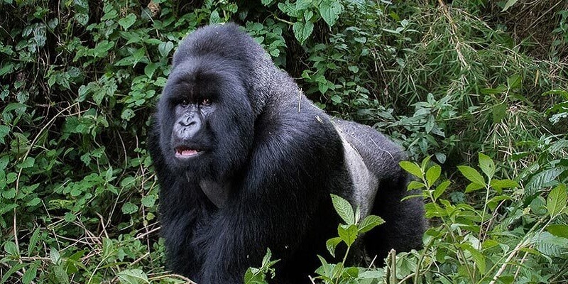 10 Days Rwanda Uganda gorilla trekking safari