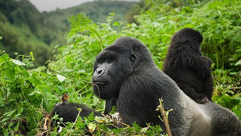 Facts about Mountain gorillas in Rwanda